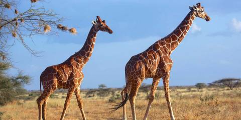 3-Day Samburu Safari Adventure