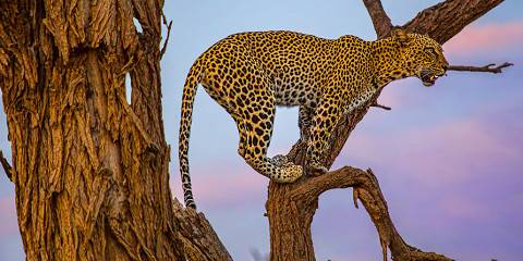 7-Day Midrange Private Unique Kenya Bush Expedition