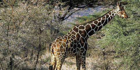 1-Day Shimba Hills and Sheldrick Falls Safari