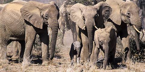 7-Day The Ultimate Kenyan Odyssey Wild Encounters Safari