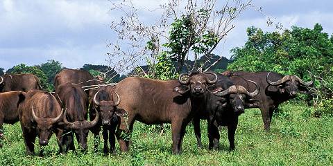 7-Day Epic Safari Experience Across Kenya in a Minivan