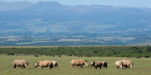 Nairobi Park, David Sheldrick, Girraffe Center