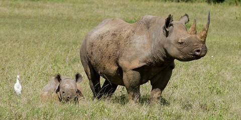 5-Day Lake Naivasha, Lake Nakuru & Maasai Mara Safari