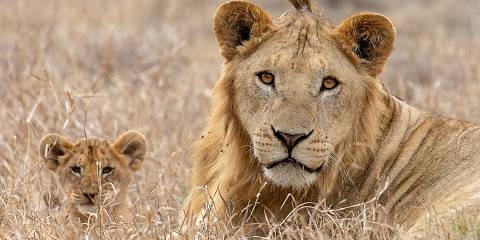 3-Day Luxurious Amboseli Wildlife Escape