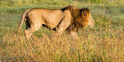 4-Day Naivasha Tranquil Lakes to Iconic Plains of Mara