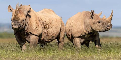 9-Day Unforgettable Kenya Safari Journey