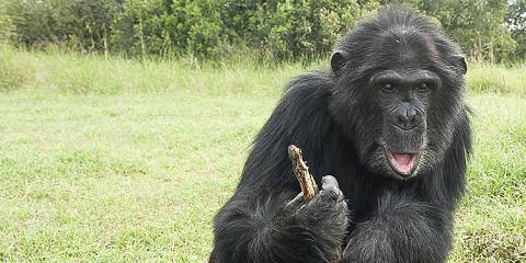 Wildlife Conservation Safari at Ol-Pejeta