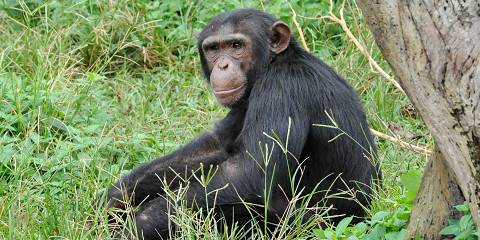 Ol Pejeta Safari Escape