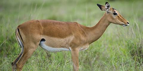 Magnificent Kenyan Wildlife Escapade in a Mini Van