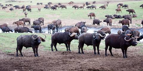 8-Day Kenya Major Parks Exceptional Tour