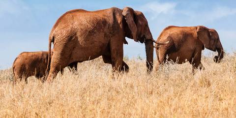 5-Day Kenya's Wild Heart; a Safari Adventure