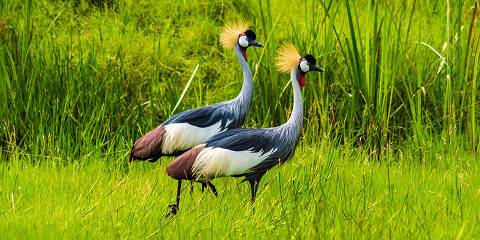 6-Day Wildlife Wonders of Lake Nakuru and Maasai Mara