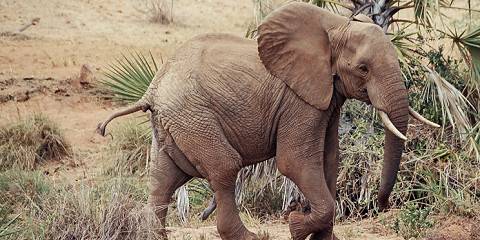 Tsavo-Amboseli Great Trail Mid Range 2026-27