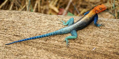 3-Day Ngutuni & Taita Hills Private Sanctuaries