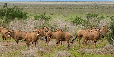 3-Day Tsavo East National Park Tour from Coast