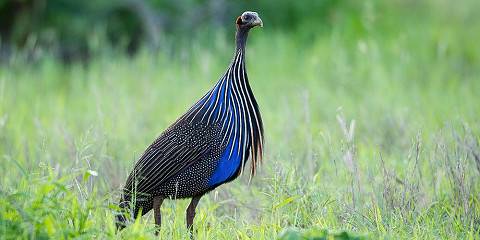 12-Day Birdwatching Tour in Kenya Eastern Circuit