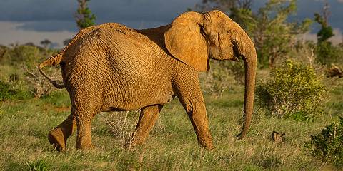 3-Day The Best of Tsavo East & Tsavo West Safari