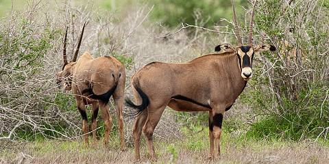 3-Day Mombasa - Tsavo East - Tsavo West Safari - Mombasa