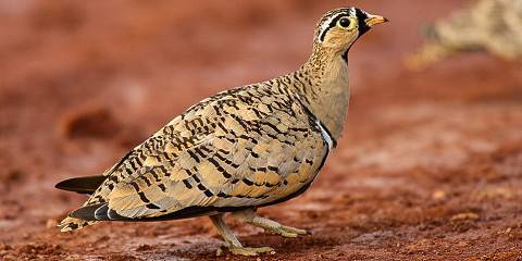 16-Day Birding & Wildlife Safari Kenya with Local Expert