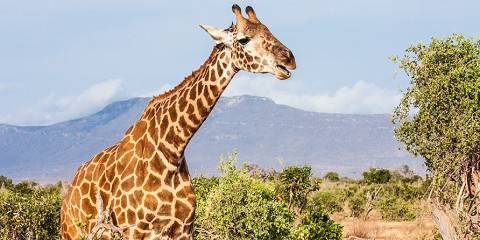 3-Day Maasai Mara Retreat