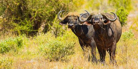 4-Day Amboseli-Tsavo East-Mombasa Road & Train Adventure