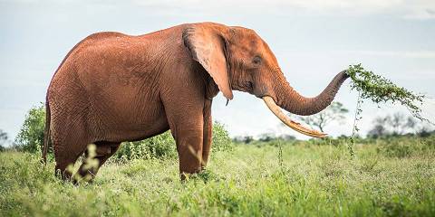 3-Day Tsavo East & Tsavo West Midrange Tour