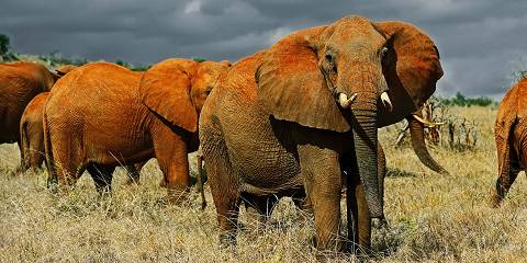 3-Day Tsavo East and West 4x4 Jeep Safari (Not Minivan)