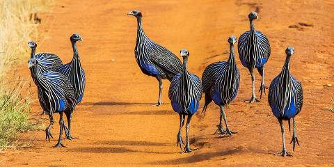8-Day Amboseli, the Tsavo Parks & Diani Beach Tour
