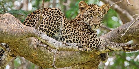 3-Day Tsavo East Wildlife Escape from Mombasa