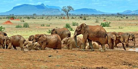 9-Day Safari Across Kenya's Scenic and Wildlife Treasure