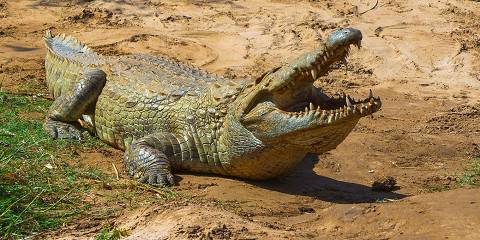 6-Day Safari Expedition