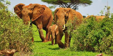 3-Day Salt Lick Safari Lodge & Sentrim Tsavo East Safari