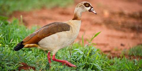 3-Day Tsavo Discovery Safari from the Coast