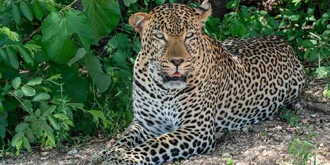 9-Day Journey Through the Heart of the Wild