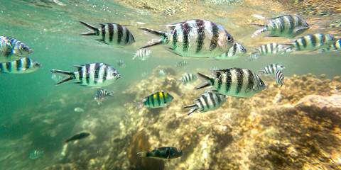 8-Day Wildlife Safari and Beach Escape Package