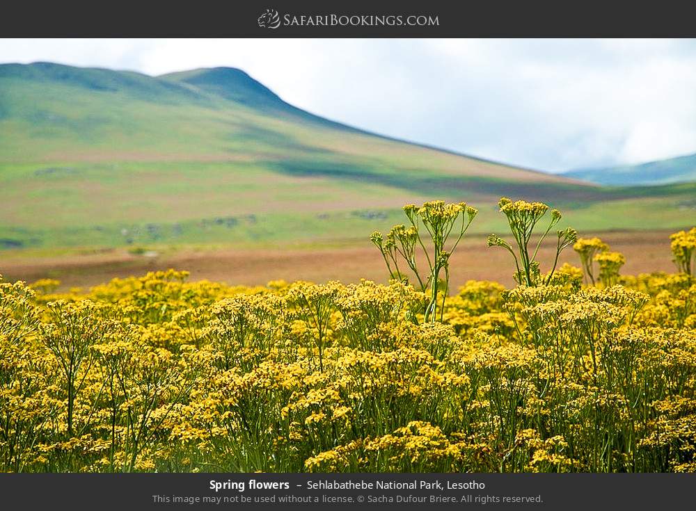 Spring flowers in Sehlabathebe NP in Sehlabathebe National Park, Lesotho
