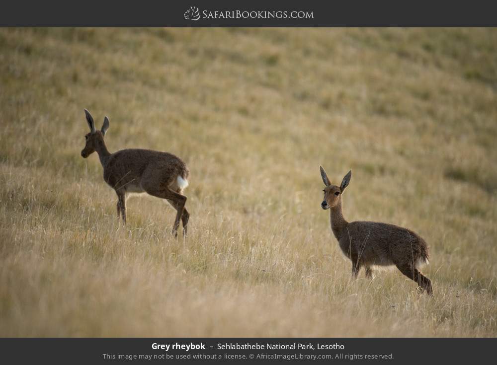 Grey rhebok in Sehlabathebe National Park, Lesotho