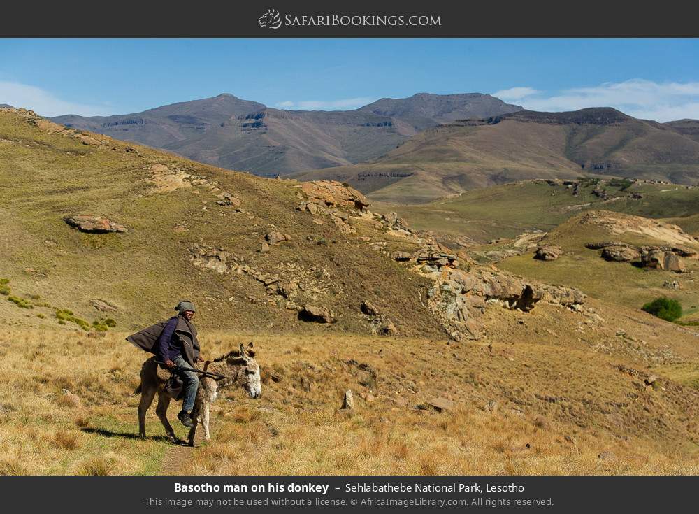 Basotho man on his donkey in Sehlabathebe NP in Sehlabathebe National Park, Lesotho