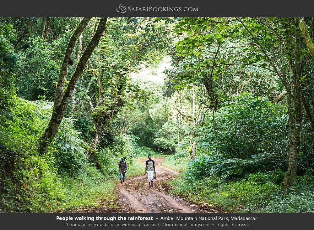 People walking through the rainforest in Amber Mountain NP in Amber Mountain National Park, Madagascar
