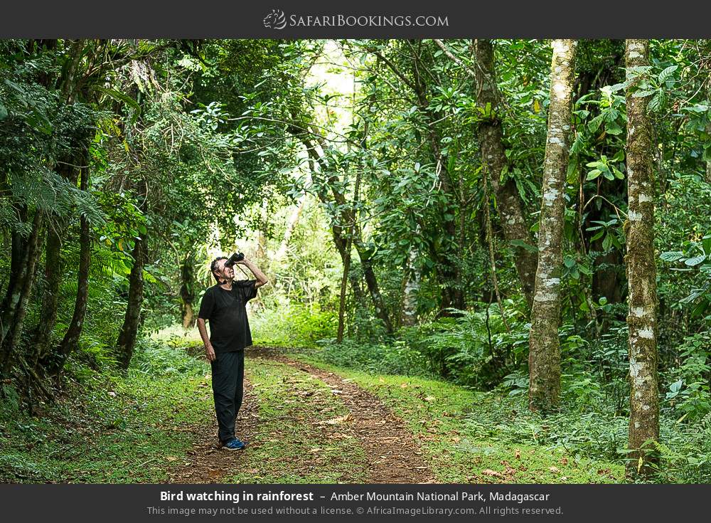 Bird watching in rainforest in Amber Mountain National Park, Madagascar