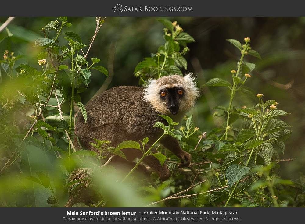 Male Sanford's brown lemur in Amber Mountain National Park, Madagascar