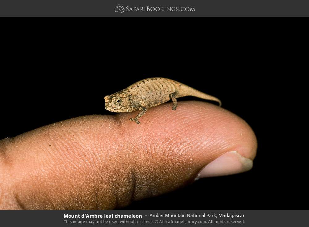 Mount d'Ambre leaf chameleon in Amber Mountain National Park, Madagascar