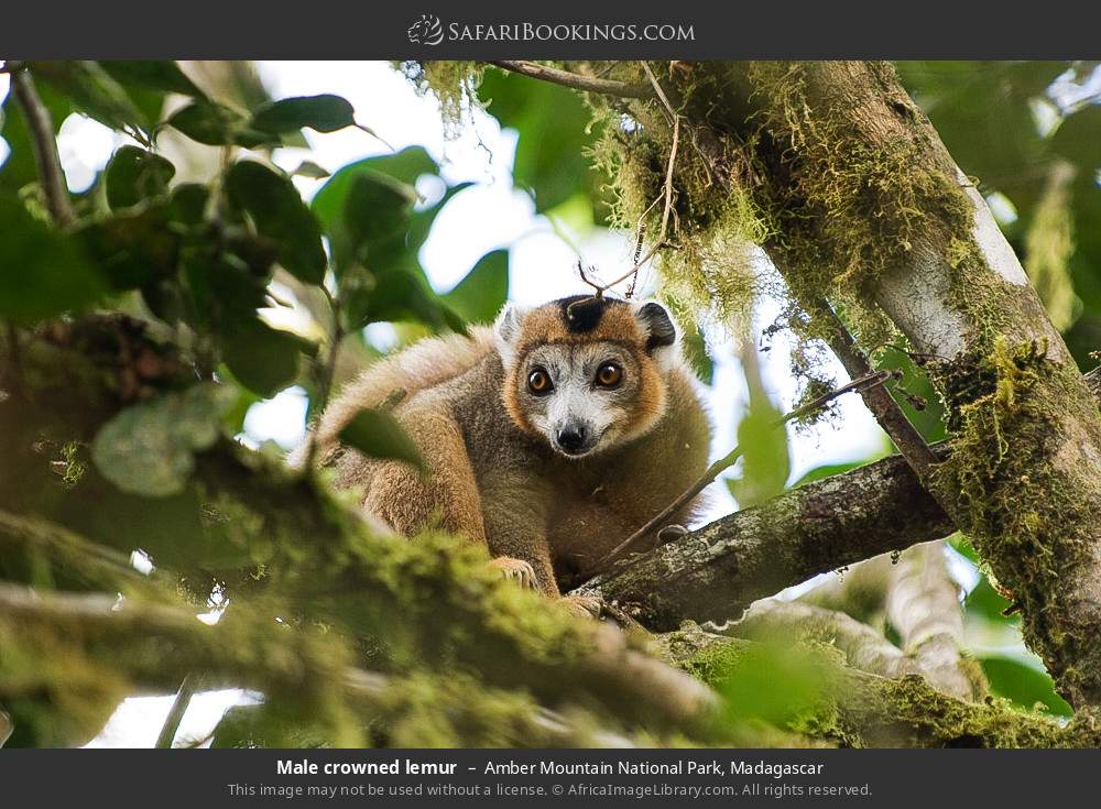 Male crowned lemur in Amber Mountain National Park, Madagascar
