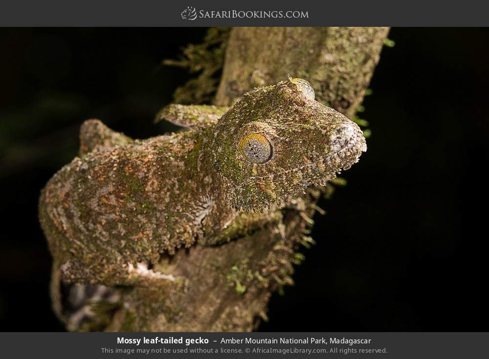Mossy leaf-tailed gecko in Amber Mountain National Park, Madagascar
