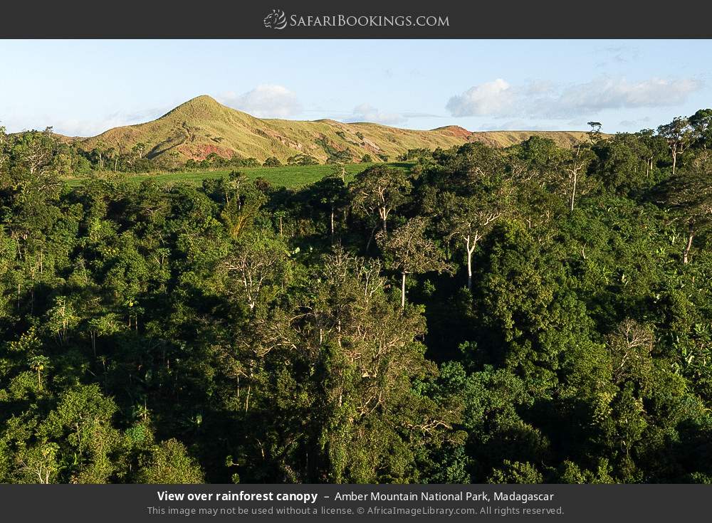 View over rainforest canopy in Amber Mountain National Park, Madagascar