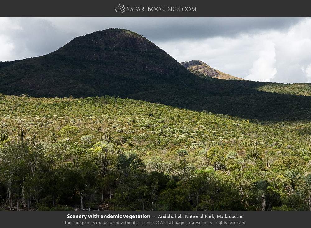 Scenery with endemic vegetation in Andohahela NP in Andohahela National Park, Madagascar
