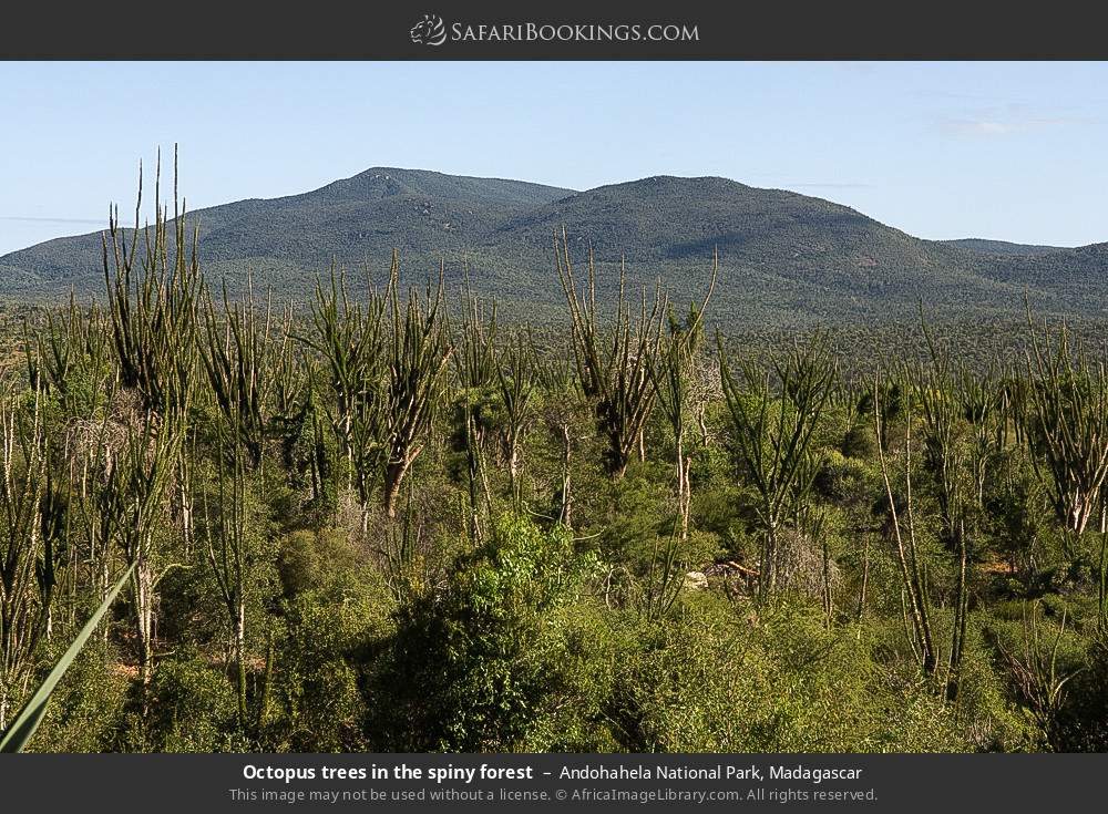 Octopus trees in the spiny forest in Andohahela National Park, Madagascar