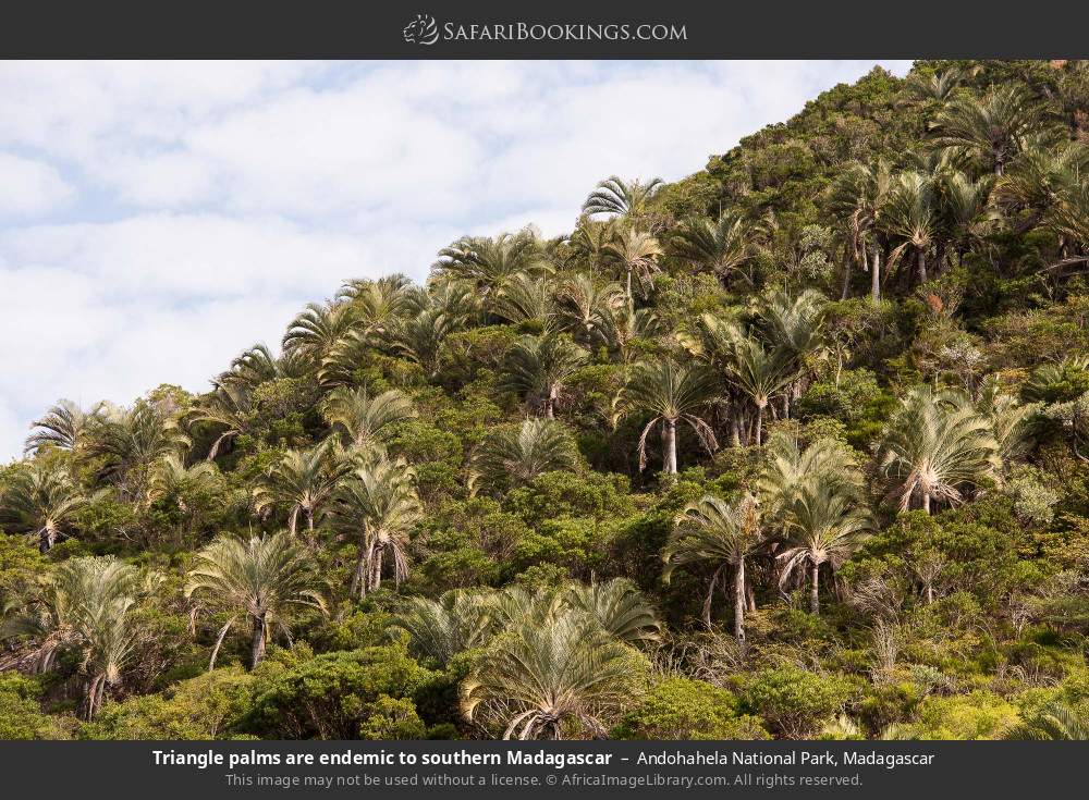 Triangle palms, which are endemic to southern Madagascar in Andohahela National Park, Madagascar