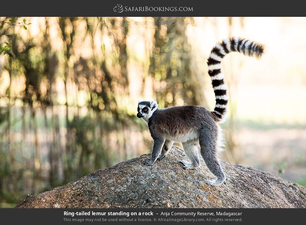 Ring-tailed lemur standing on a rock in Anja Community Reserve, Madagascar