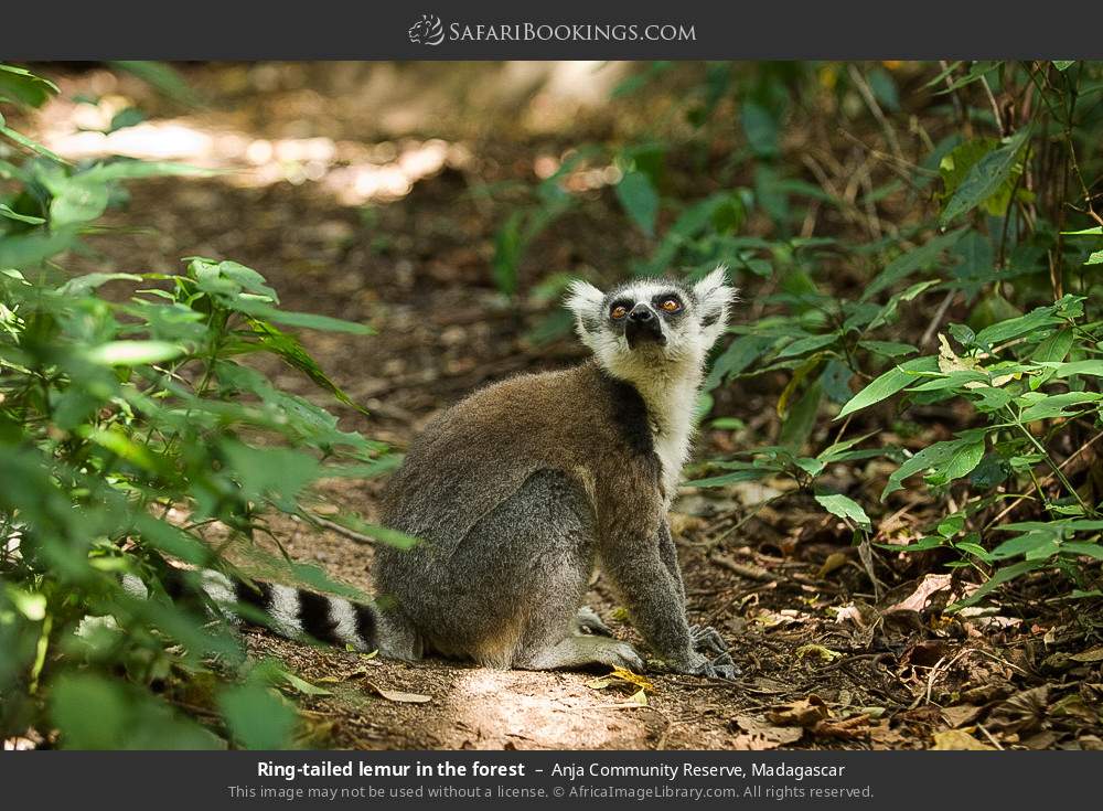 Ring-tailed lemur in the forest in Anja Community Reserve, Madagascar